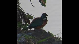 カワセミ調布地区お母さんショート 2024 11 14 #カワセミ #野鳥 #birds #wildlife #nature #自然観察ぶらり散歩