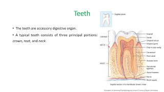 Digestive system Part I (Mechanical and chemical digestion in mouth)#digestivesystem