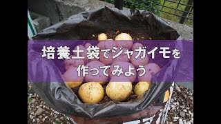 培養土袋でジャガイモを作ってみよう【育て方を解説】