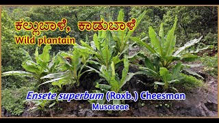 ಕಲ್ಲುಬಾಳೆ, Ensete superbum