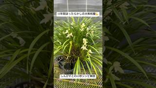 15年間ほったらかしの大株和蘭【しんびすとの60秒シンビ解説】 #cymbidium #flower #orchid #シンビジウム #sukumo #園芸 #シンビジューム #kochi