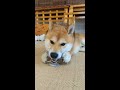 柴犬のかわいい必殺技三連発 shorts 柴犬