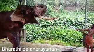 Bharathi balanarayanan #elephant #aana