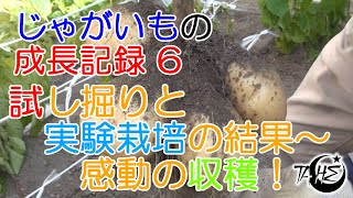 庭021 試し掘りと実験栽培の結果～感動の収穫！芽欠き苗の活用法！ じゃがいもの成長記録6