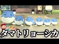 大きさ順にタマザラシを並べてみたときの反応【ポケモンlegendsアルセウス】