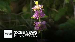 New program is teaching adults with disabilities to care for bees