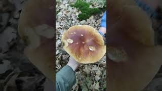 23 lipca 2024 #grzybobranie #prawdziwki #grzyby #funghi #porcini  #boletus #гриби #borowiki