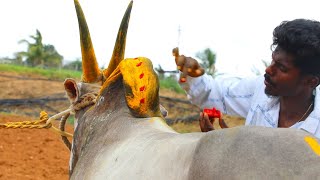 फ्युरियस स्टड बैल धावण्यासाठी सजावट | हल्लीकर | रावण होरी हब्बा जल्लीकट्टू | बैलपोळा