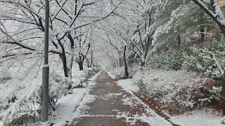 영스타미디어 실시간 첫눈이 왔어요 11월27일