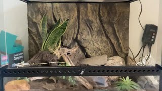 Making a Bioactive Naturalistic Leopard Gecko Enclosure