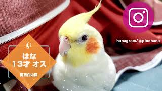 【座布団編】白内障になる前からの遊び　オカメインコのはな　pinohana