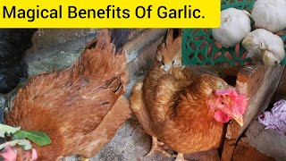 How Beneficial GARLIC is to POULTRY Farming?