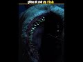 discovering the longest sea creature amazing underwater secrets fact facts fish amazingfacts