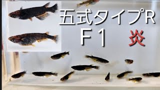 極上五式タイプR炎のF1を確認してみた！！