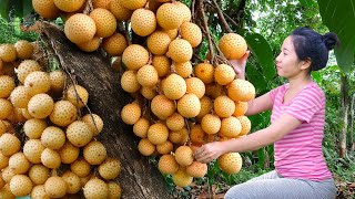 WOMEN 3 day Harvesting Best Wild Langsat Fruit In Forest \u0026 Go To Market Sell|Harvesting Farm Produce