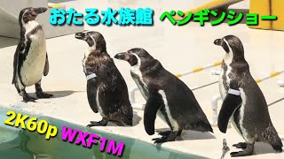 【2K60p】1羽だけおなかのすいているペンギンと元気な赤ちゃんの鳴き声　おたる水族館 Panasonicデジタル4KビデオカメラWXF1M撮影映像