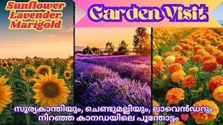 Beautiful Garden Visit In Canada, Sunflower, Lavender \u0026 Marigold Flowers.