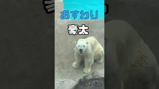 豪太の熱い視線ʕ•ᴥ•ʔおすわり編w男鹿水族館GAOのホッキョクグマ　#Shorts