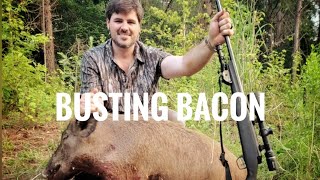 North Mississippi feral hog hunt!!! Pig rifle hunting!!!