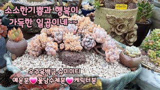 🌳일곱이네 다육이야기~우주목백금,슈미미트,엘히어로,성영철화,그리고☘예운분,케릭터분