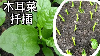 木耳菜.扦插 （Grow malabar spinach, from cutting）