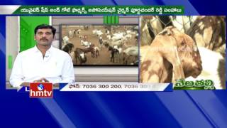 Ideal Farmer Purna Chandra Reddy Tips For Goat Farming | Nela Talli | HMTV