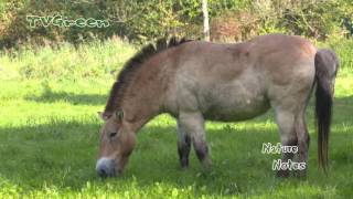 Przewalski's Horse - Look at Me!