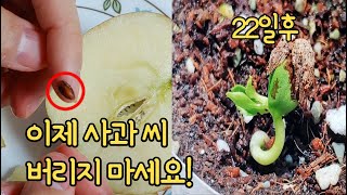 사과먹고 공짜로 사과 모종 얻는 방법ㅣHow To Grow An Apple Tree From Seeds