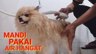 cara memandikan anjing pomeranian