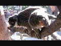 mongoose lemurs at the sacramento zoo