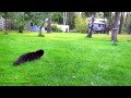 peikko the cat chasing squirrel...again