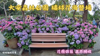 大安森林公園 繡球花海率先登場|花團錦簇美不勝收|3/1~3/31台北杜鵑花季#Taipei Azalea Festival#台北#台灣