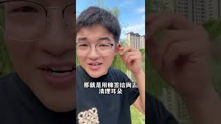 一定不要遛狗了，如果你想让你家的狗多活几年养狗经验分享 科学养宠攻略 新手养狗