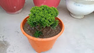 How to plant | Sok Palm Care | kabad se jugad | कबाड़ से जुगाड | Gardening with Anoop