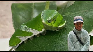 伊丹市昆虫館冬に行ったら幼虫がめちゃクチャいて最高すぎた…