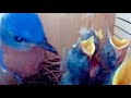 Unique Side View: Watch Bluebirds Feed Babies