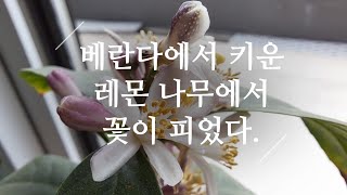 [오늘도 植모닝] 베란다에서 키운 레몬 나무에서 꽃이 피었다. lemon 373화 #해맑은TV