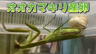 【昆虫飼育】オオカマキリが産卵しました。