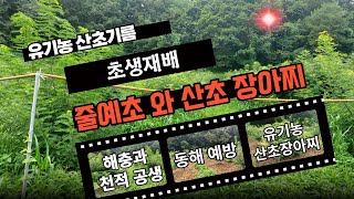 유기농 산초나무 재배와 줄예초의 목적과 산초열매 장아찌용  수확 시기