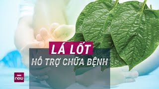 Lá lốt và những công dụng bất ngờ trong hỗ trợ điều trị bệnh | VTC Now