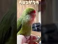 大あくび parakeet parrot コザクラインコ birds lovebirds rosylovebird ＃老鳥＃老鳥コザクラインコ＃コザクラ＃インコ