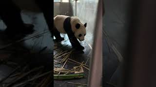 金虎panda Jinhu 今天是女神节，你能不能成熟一点！金虎：不，唠嗑是我的专利！麻麻偏心，我不允许这样噢！