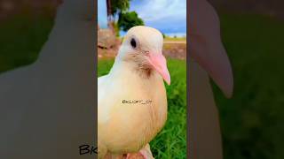 isko maine aadha insan🕊 bana diya😱 #pigeon #shortvideos #whitepigeon👑 #kabootar #shortvideo