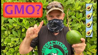 Are Avocados GMO?