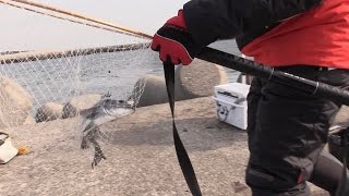 シリーズ浜名湖166　新居堤の冬・黒鯛の冬