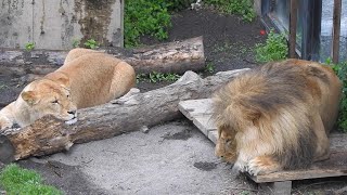 【美男美女ライオン】オリト君とイオちゃんが急接近した日♡♥旭山動物園にて