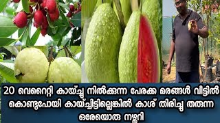 ലോകത്തില് തന്നെ ഏറ്റവും മധുരമേറിയ പേരക്കുകളുടെ തൈകള് 20 വെറൈറ്റി പേരക്കകള് ആറുമാസം കൊണ്ട് കായിക്കും