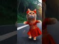 Cat Bike Reaching Dance 😂 #cute #cat #catlover #catvideos #shorts #funny #funnyvideos #viralvideo