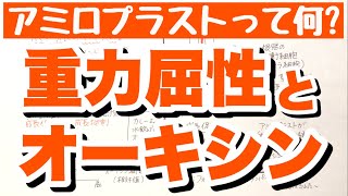 【オーキシンの語呂合わせ】重力屈性　PINタンパク質とアミロプラストの覚え方のコツ　植物の反応と植物ホルモン　ゴロ生物