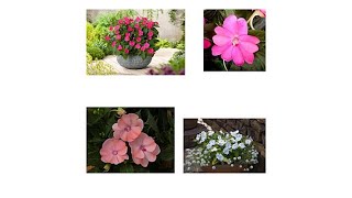 Moss Mountain Farm 4piece Sunpatiens Mixed Collection